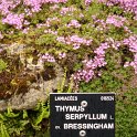 Thymus serpyllum
